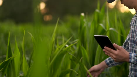 Close-Up-male-hand-touching-a-leaf.-Senior-farmer-holding-a-laptop-in-a-corn-field-taking-control-of-the-yield